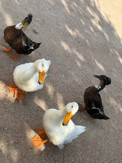 The camp's welcome committee